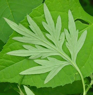 image of Artemisia vulgaris, Mugwort, Felon Herb