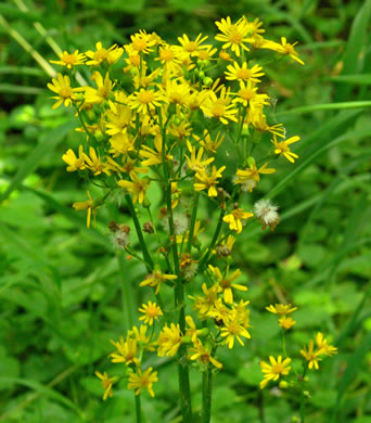 image of Packera glabella, Butterweed, Smooth Ragwort, Smooth Groundsel, Yellowtop