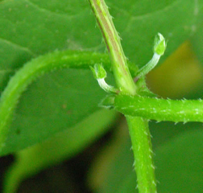 image of Humulus scandens, Japanese Hops