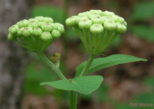 image of Asclepias variegata, White Milkweed, Redring Milkweed, Variegated Milkweed