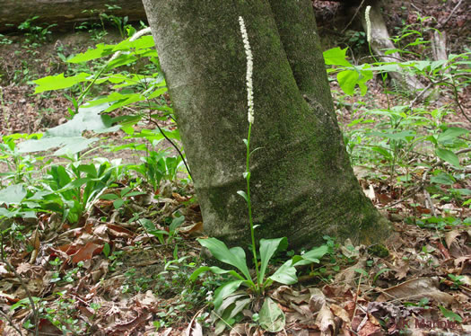 image of Chamaelirium luteum, Fairywand, Devil's Bit