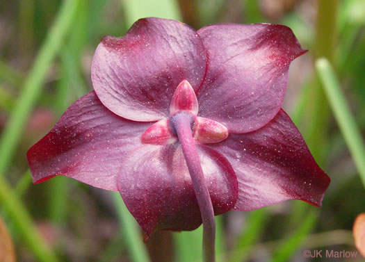 image of Sarracenia jonesii, Mountain Sweet Pitcherplant