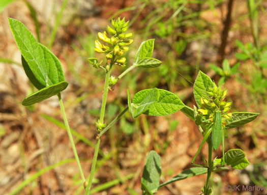 image of Rhynchosia tomentosa, Twining Snoutbean, Erect Snoutbean