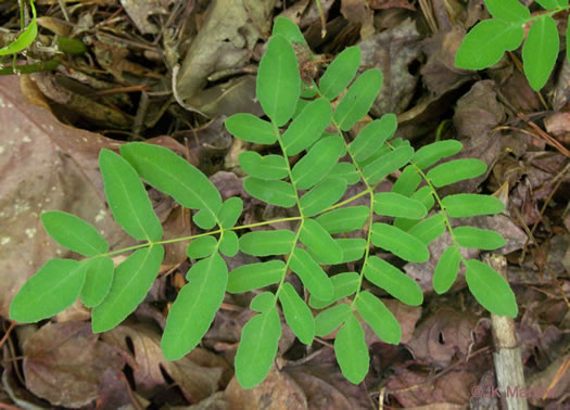 image of Osmunda spectabilis, American Royal Fern