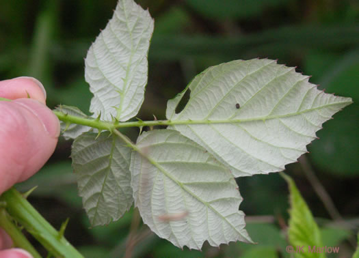 image of Rubus bifrons, European Blackberry, Himalayan Blackberry, Himalaya-berry