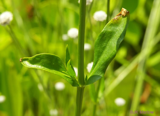 image of Sabatia kennedyana, Plymouth Rose-gentian, Plymouth Gentian