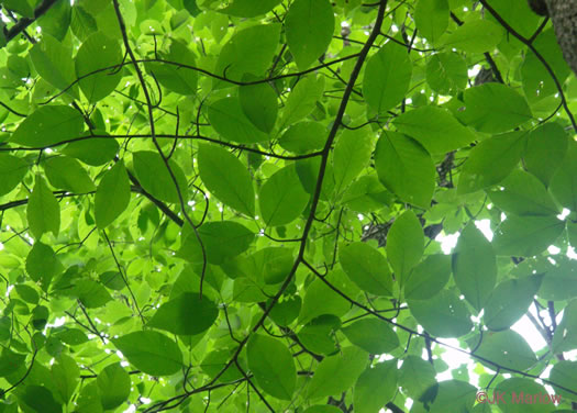 cucumbertree, Magnolia acuminata