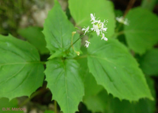 image of Circaea alpina ssp. alpina, Alpine Enchanter's Nightshade, Smaller Enchanter's Nightshade