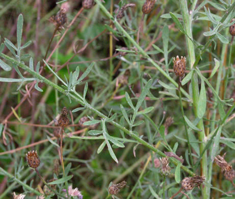 image of Centaurea stoebe ssp. micranthos, Spotted Knapweed, Bushy Knapweed