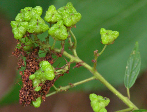 image of Ceanothus americanus var. americanus, Common New Jersey Tea, Redroot, Northeastern Ceanothus