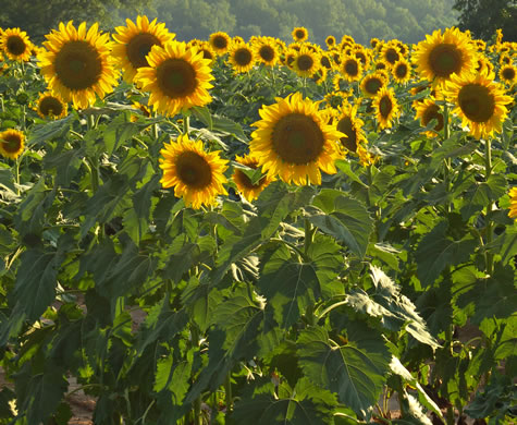 image of Helianthus annuus, Common Sunflower, Mirasol