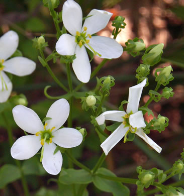 image of Sabatia quadrangula, Four-angle Sabatia, Four-angle Rose-gentian