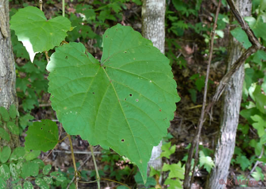 image of Vitis aestivalis var. aestivalis, Summer Grape