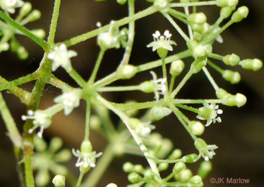 image of Aralia racemosa, Spikenard, Hungry-root