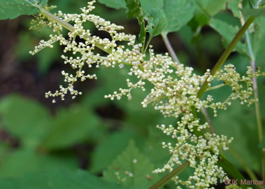 image of Laportea canadensis, Canada Wood-nettle