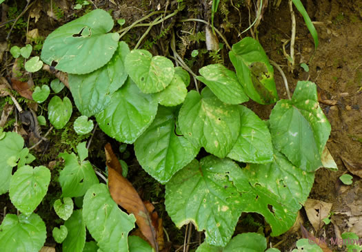 image of Viola rotundifolia, Roundleaf Yellow Violet, Early Yellow Violet