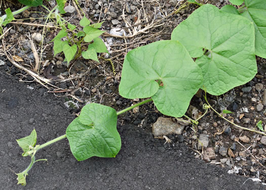 image of Sicyos angulatus, Bur-cucumber, Star-cucumber, Nimble-Kate