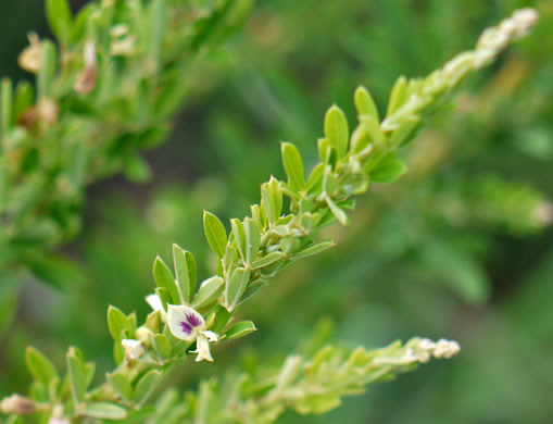 image of Lespedeza cuneata, Sericea Lespedeza, Chinese Lespedeza, Sericea