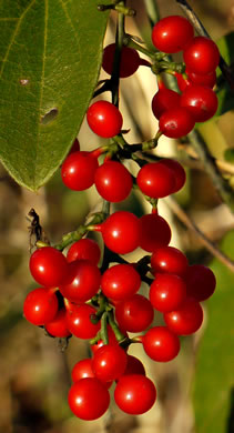 image of Nephroia carolina, Carolina Moonseed, Coralbeads, Carolina Snailseed, Red Moonseed