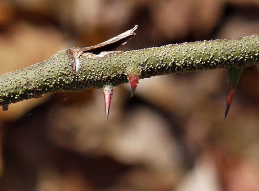 image of Smilax bona-nox var. bona-nox, Fringed Greenbrier, Catbrier, Stretchberry, Tramp's Trouble