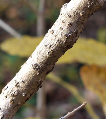 image of Chionanthus virginicus, Fringetree, Grancy Graybeard, Old Man's Beard, Grandsir-graybeard