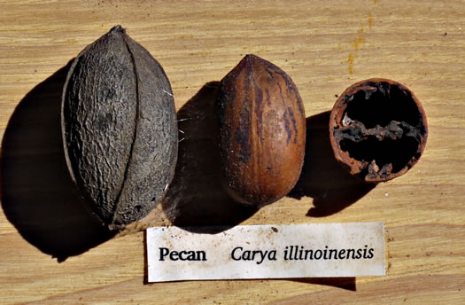 image of Carya illinoinensis, Pecan