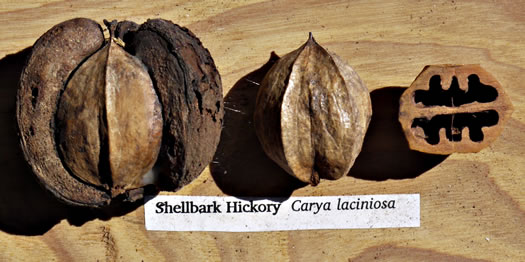 image of Carya laciniosa, Big Shellbark Hickory, Kingnut Hickory