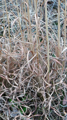 image of Andropogon virginicus var. virginicus, Broomsedge, Broomsedge Bluestem, Old-field Broomstraw, "Sedge Grass"