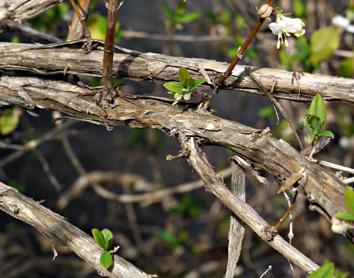 image of Lonicera fragrantissima, Sweet-breath-of-spring, Winter Honeysuckle