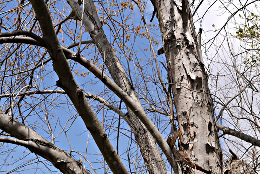 image of Acer saccharinum, Silver Maple, Soft Maple