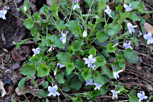 image of Viola labradorica, American Dog Violet