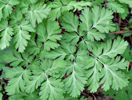 image of Dicentra eximia, Wild Bleeding Heart