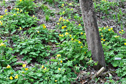 image of Stylophorum diphyllum, Celandine-poppy, Woods-poppy