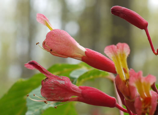 image of Aesculus pavia var. pavia, Red Buckeye