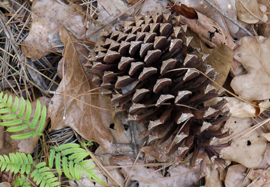 image of Pinus palustris, Longleaf Pine, Southern Pine