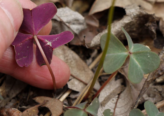 image of Oxalis violacea, Violet Wood-sorrel