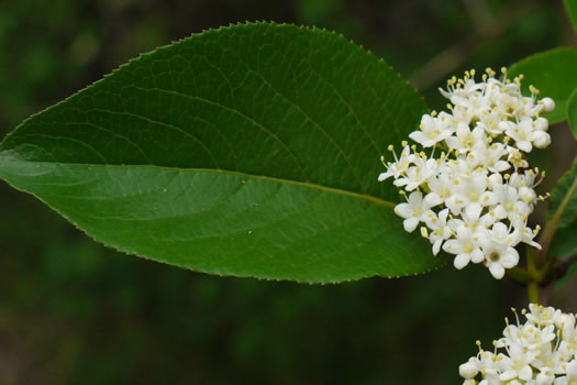 image of Viburnum rufidulum, Rusty Blackhaw, Blue Haw, Southern Blackhaw, Rusty Haw