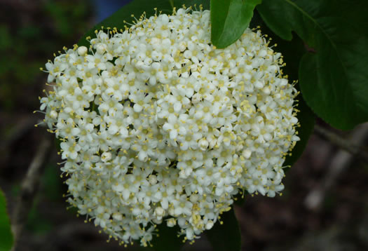 image of Viburnum rufidulum, Rusty Blackhaw, Blue Haw, Southern Blackhaw, Rusty Haw