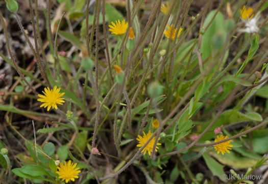 image of Krigia virginica, Virginia Dwarf-dandelion