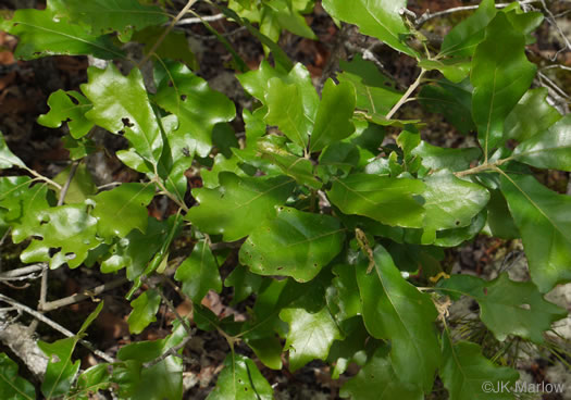 image of Quercus boyntonii, Boynton Oak, Boynton Sand Post Oak