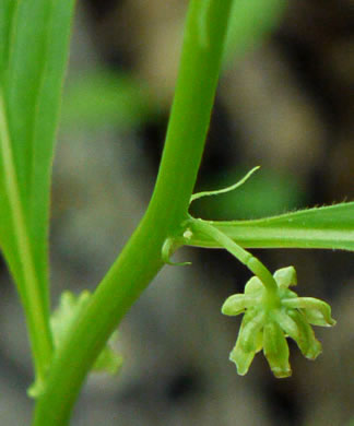 image of Cubelium concolor, Eastern Green-violet