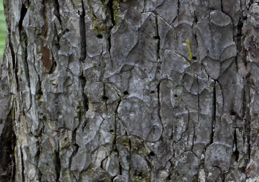 image of Ulmus serotina, September Elm, Rock Elm