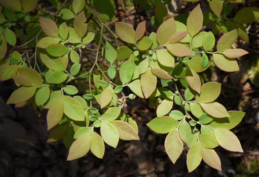 image of Vaccinium pallidum, Hillside Blueberry, Dryland Blueberry, Upland Low Blueberry, Lowbush Blueberry