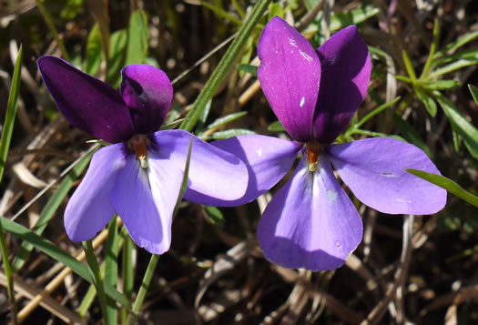 image of Viola pedata var. pedata, Common Birdsfoot Violet