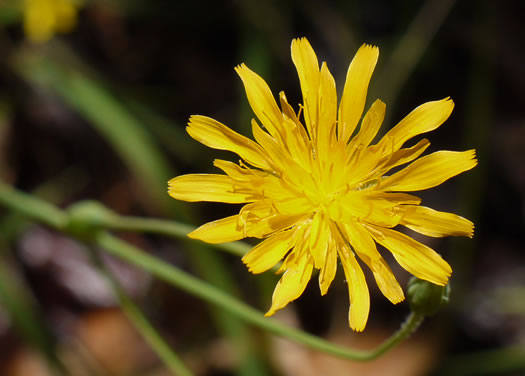 Krigia biflora ssp. biflora, Orange Dwarf-dandelion, Two-flower Dwarf-dandelion, Two-flower Cynthia, Twin-flowered Cynthia