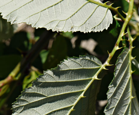 image of Rubus bifrons, European Blackberry, Himalayan Blackberry, Himalaya-berry