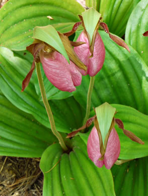 image of Cypripedium acaule, Pink Lady's Slipper, Mocassin Flower