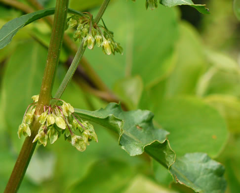 image of Rumex crispus ssp. crispus, Curly Dock, Yellow Dock