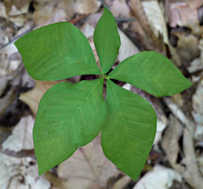 image of Arisaema quinatum, Preacher John, Southern Jack-in-the-Pulpit, Prester-John