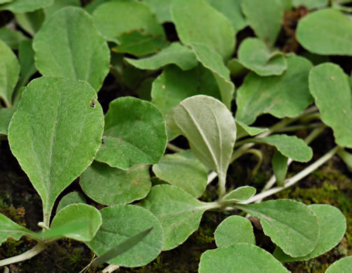 image of Antennaria plantaginifolia, Plantainleaf Pussytoes, Plantain Pussytoes